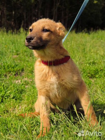 Рыжий щеночек бесплатно