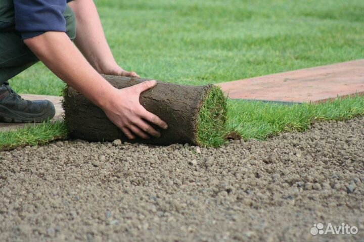 Рулонный газон