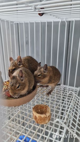 Чилийская белка дегу