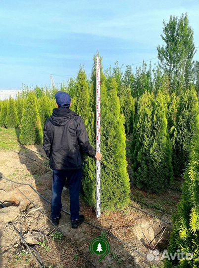 Туя смарагд оптом