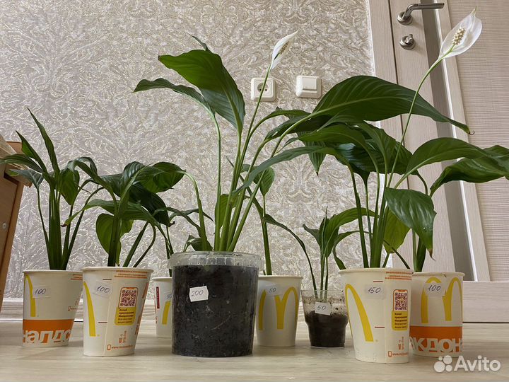 Спатифиллум (женское счастье)