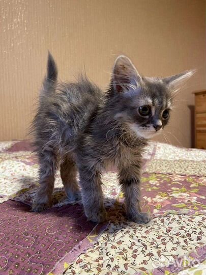 Котята в добрые руки бесплатно