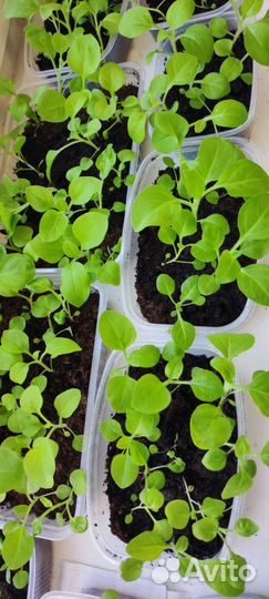 Рассада петунии