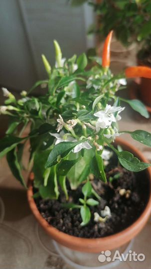 Острый перчик