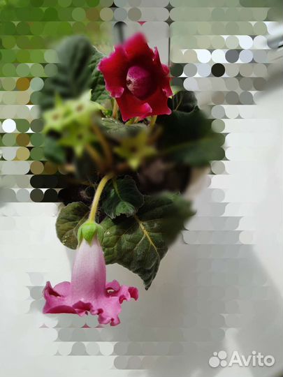 Глоксиния, толстяка (денежное дерево)