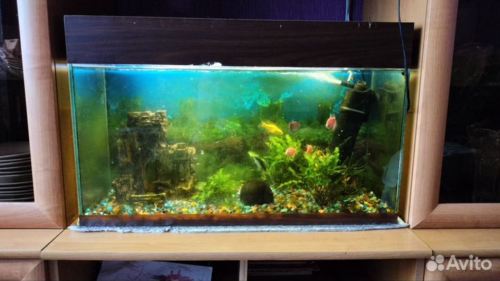 Аквариум с рыбками