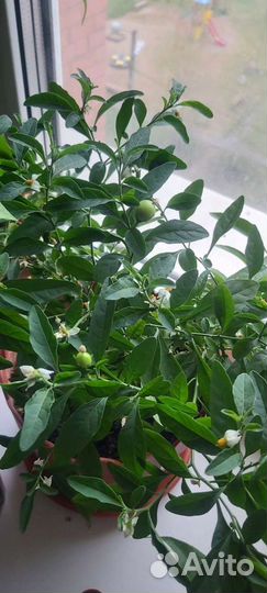 Соланум отросток