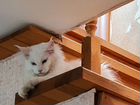 Кот породы Мейн-Кун объявление продам