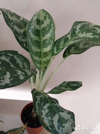 Амазон Сильвер,Эмеральт грей, милки вей