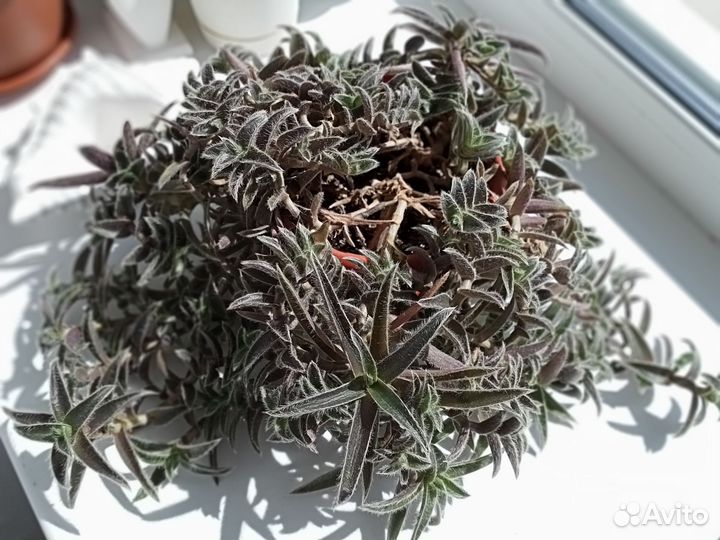 Традесканция Цианотис