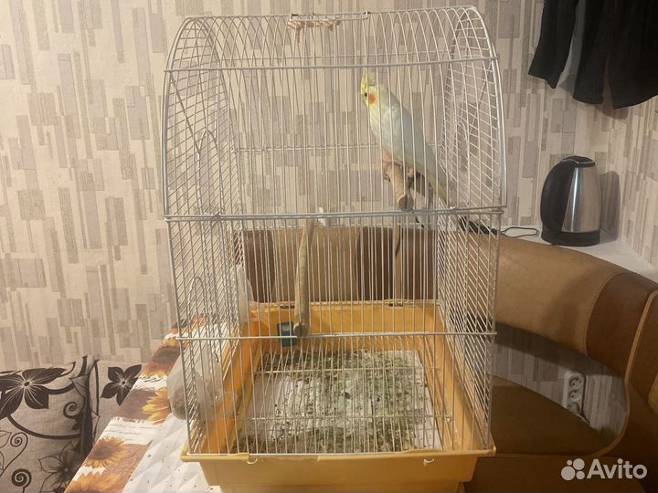 Попугай корелла с клеткой