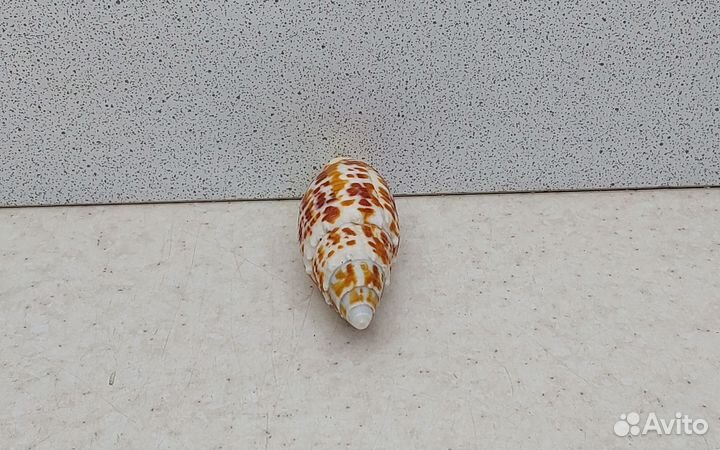 Митра Папалис 6,1 морская ракушка раковина