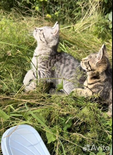 Котята от британца