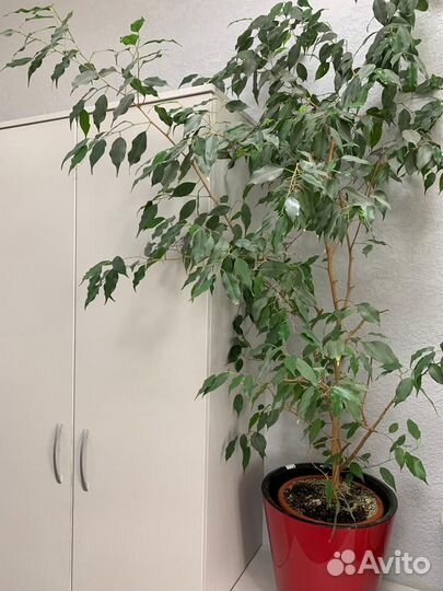Фикус Бенджамина