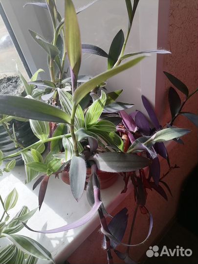 Комнатные цветы отростки