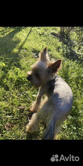 Вязка Йоркширского терьера