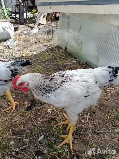 Молодые петухи 3 мес