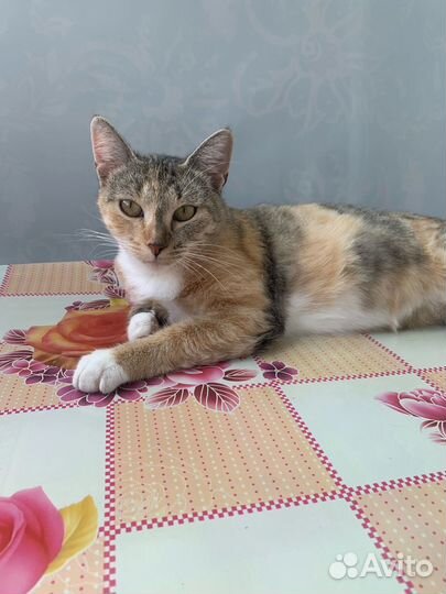 Жду укотовителей