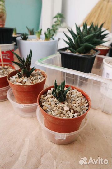 Хавортии, седумы, алоэ