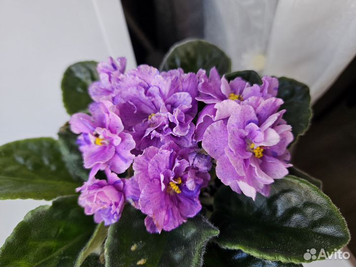 Фиалки детки и стартеры