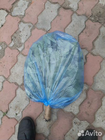 Веники дубовые