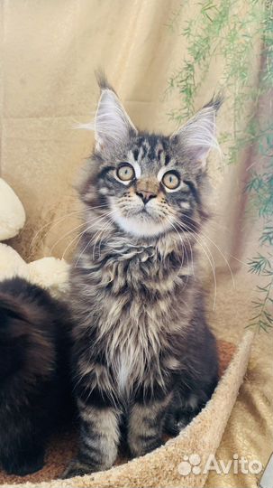 Котята мейн-кун