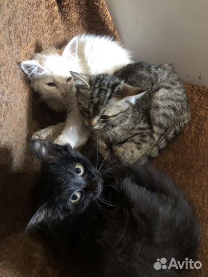 Отдам в добрые руки