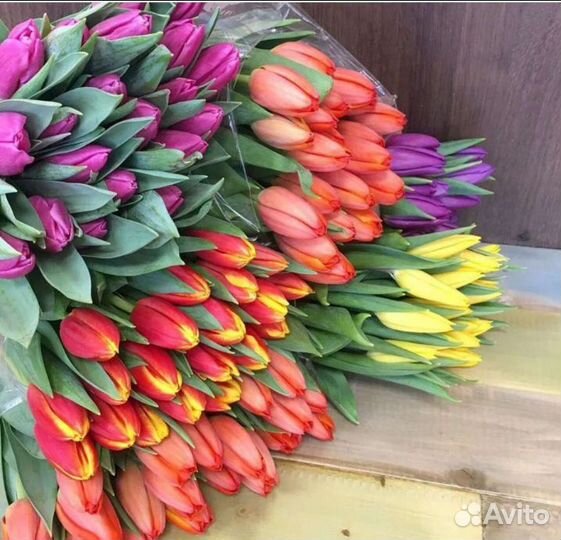 Луковица тюльпанов оптом 12;14+для выгонки