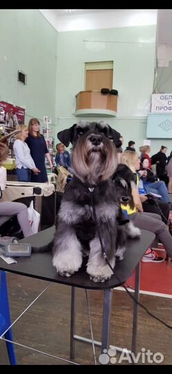 Щенки цвергшнауцер