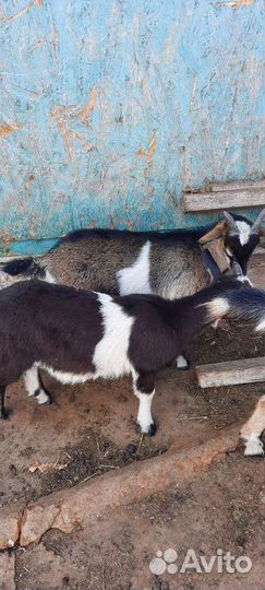 Козлята
