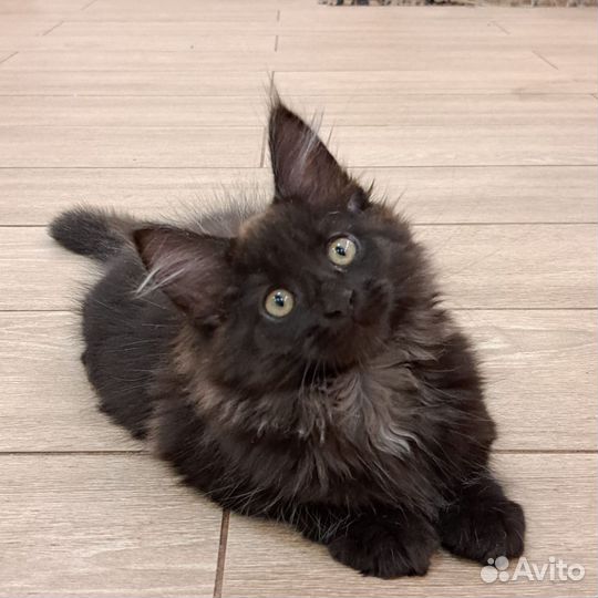 Котята мейн-кун