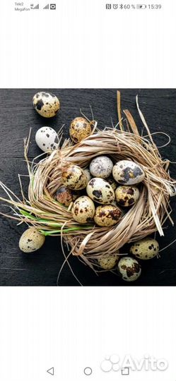 Инкубационное яйцо перепелов