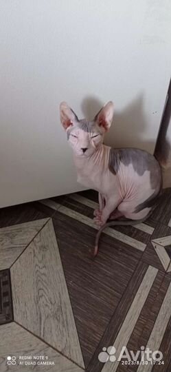 Канадский сфинкс