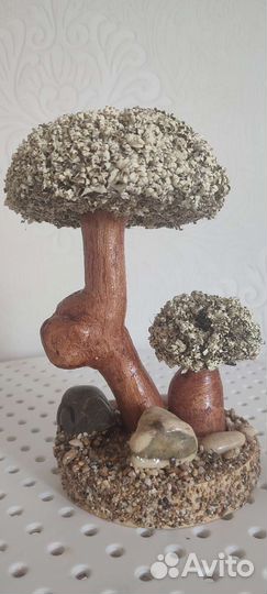 Дерево бонсай живое