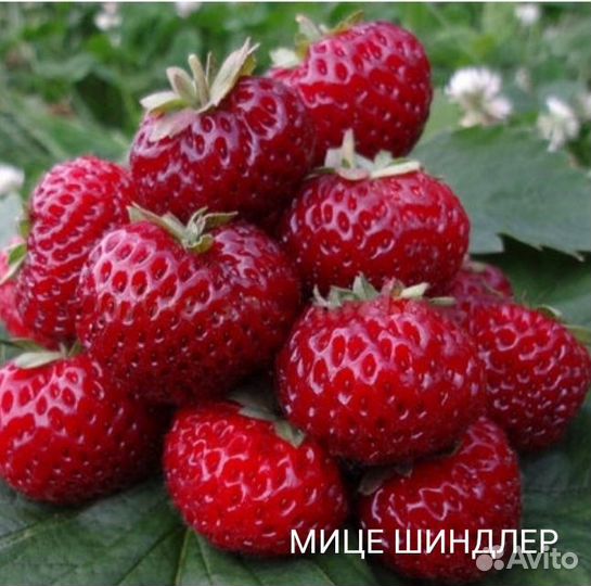 Клубника рассада