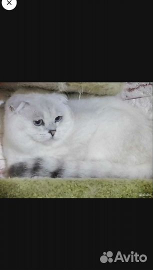 Шотландский вязка