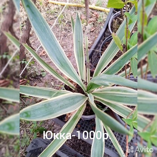 Растения для сада