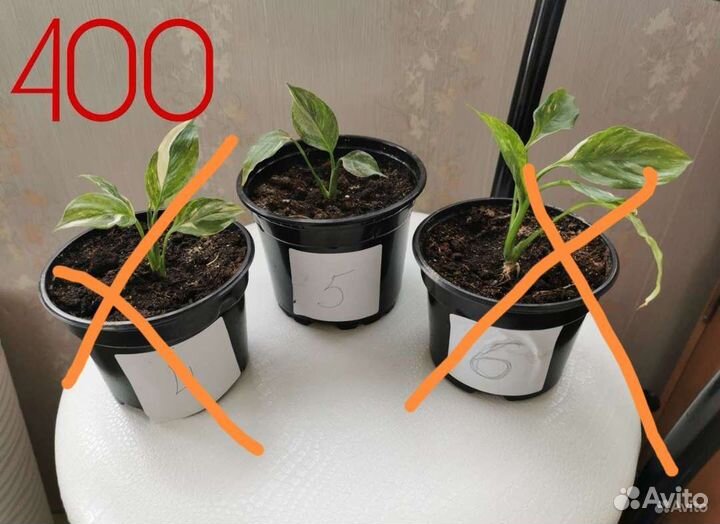 Спатифиллум домино