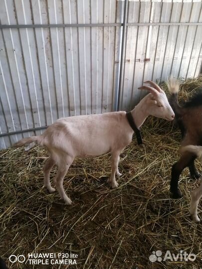 Козы дойные