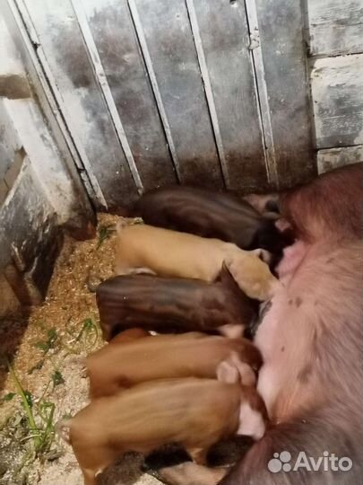 Поросята дюрок