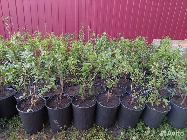 Живая изгородь Бирючина