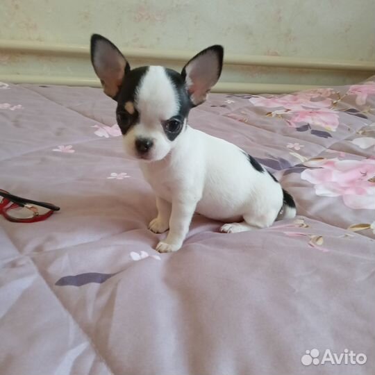 Девочки чихуахуа