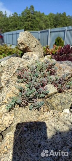 Растения для альпийской горки