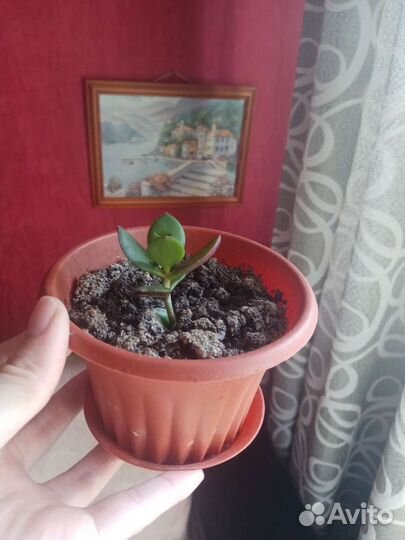 Китайская роза, герань, денежное дерево