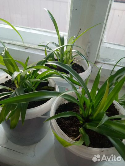 Хлорофитум