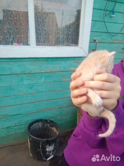 Котята для души