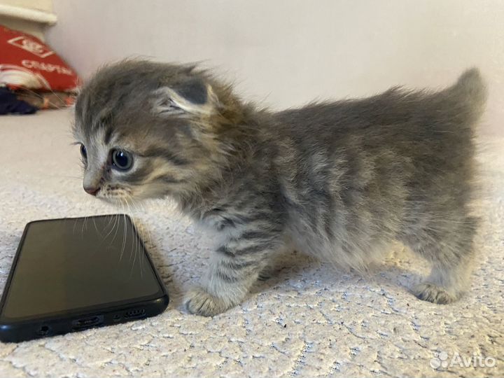 Вислоухие котята бесплатно