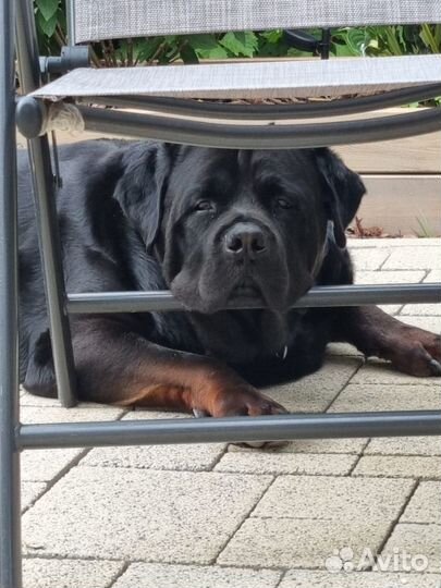 Кобель для вязки ротвейлер