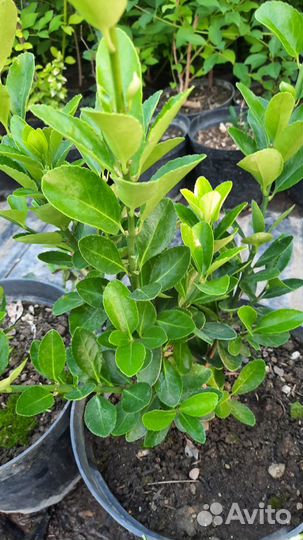 Бересклет японский