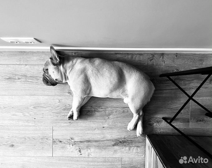 Вязка французский бульдог